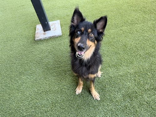 Photo of Gorda, adoptable senior German Shepherd Dog in Garland, Texas