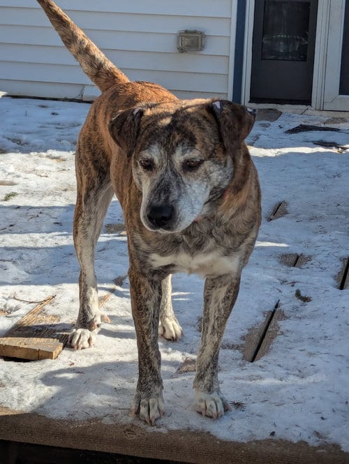Photo of Smokey, adoptable senior Mountain Cur in Plainfield, Illinois
