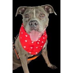 Photo of Rosy, adoptable senior American Pit Bull Terrier in Doral, Florida