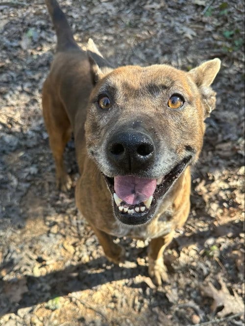 Photo of Leslie, adoptable senior Catahoula Leopard Dog in Roswell, Georgia