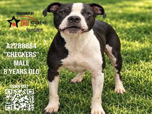 Photo of Checkers, adoptable senior American Pit Bull Terrier in Los Angeles, California