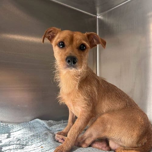 Photo of Tomas, adoptable senior Terrier in Dallas, Texas