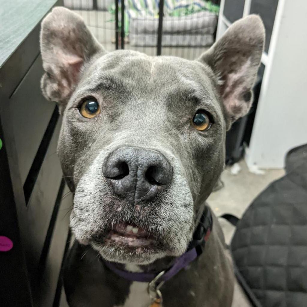 Photo of Superman, adoptable senior Terrier, American Staffordshire / Mix in Kanab, Utah