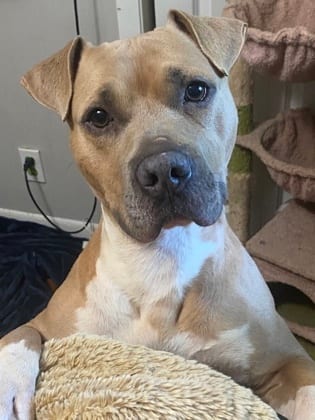 Photo of Turkey, adoptable senior dog in Atlanta, Georgia