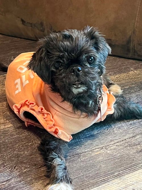 Photo of Martha, adoptable senior Pug in St. Louis Park, Minnesota