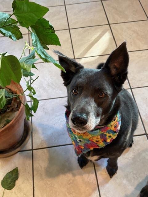 Photo of Henry, adoptable senior Labrador Retriever in San Antonio, Texas