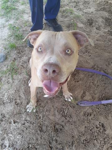 ZEUS, adoptable senior Bulldog in Green Cove Springs, FL