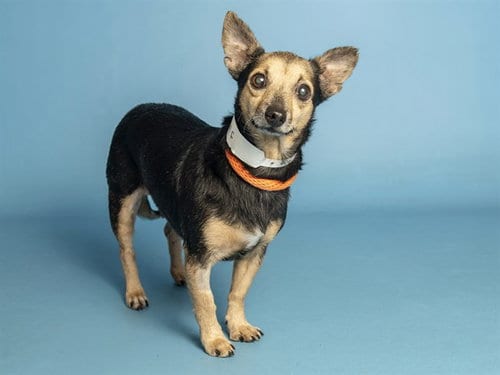 Photo of Dee Dee, adoptable senior Chihuahua in Phoenix, Arizona