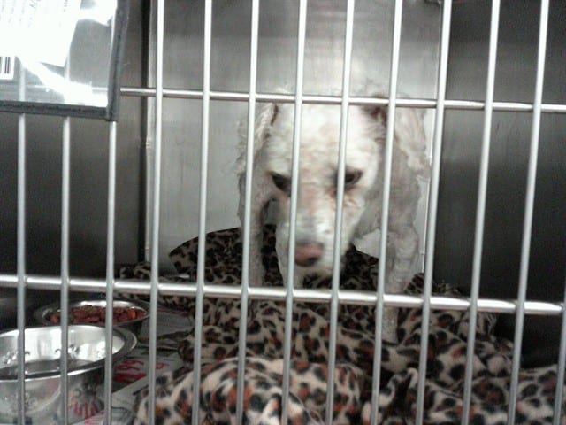 Photo of Mikey, adoptable senior Bichon Frise in Chicago, Illinois