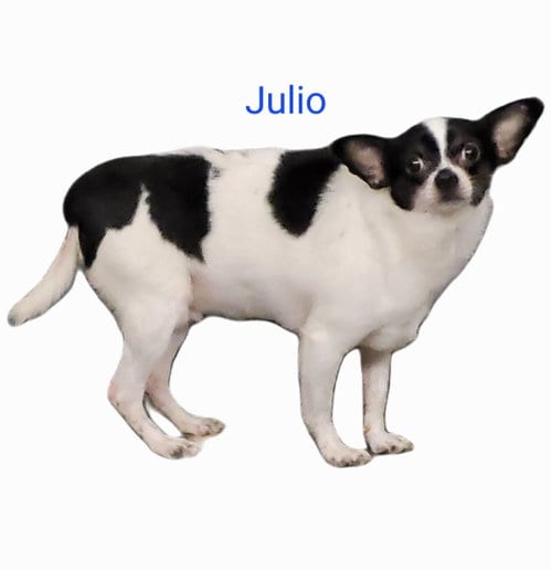 Photo of Julio, adoptable senior Chihuahua in Thomasville, North Carolina
