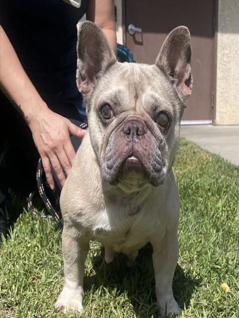 Photo of Dolly, adoptable senior French Bulldog in Camarillo, California
