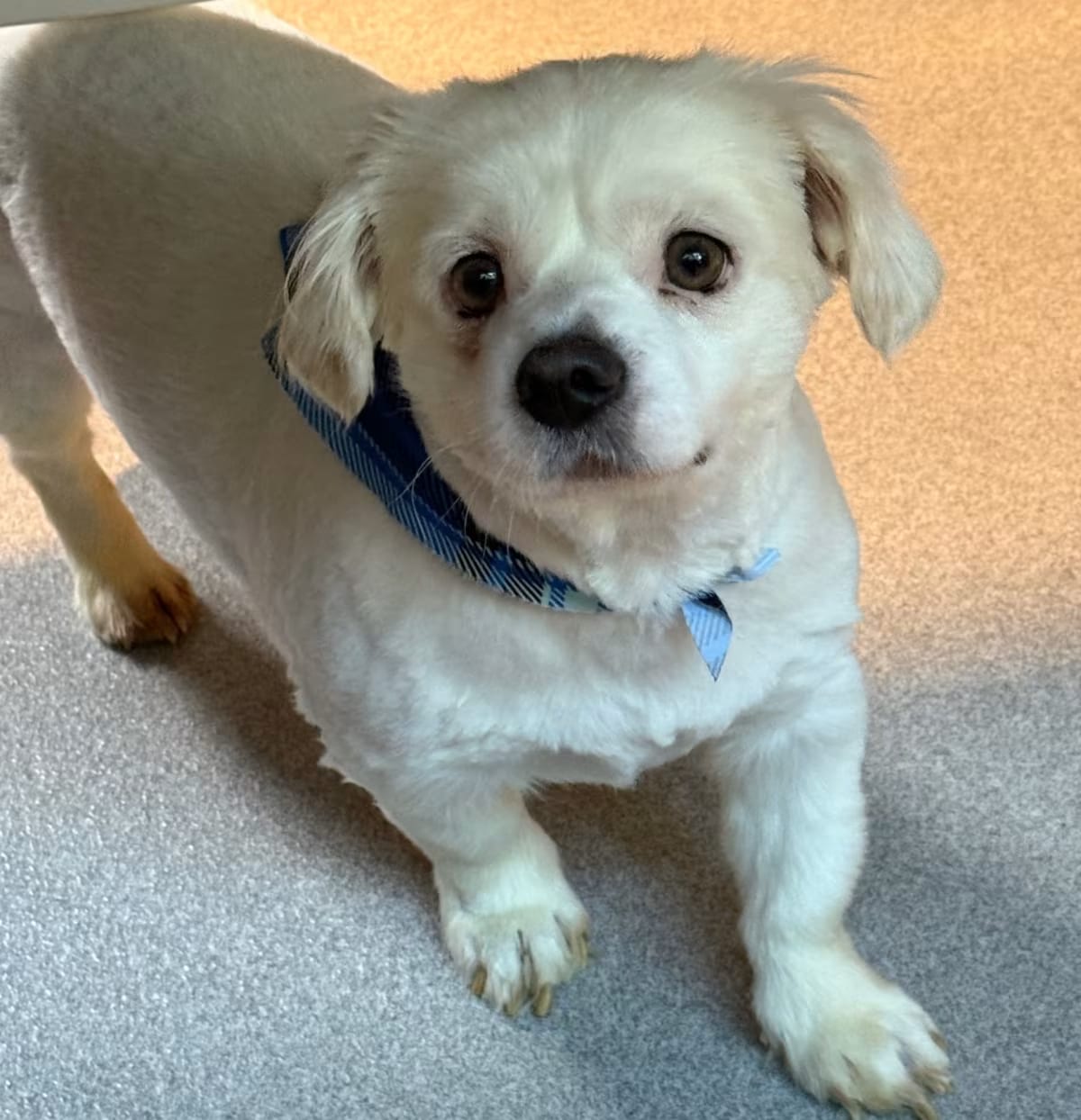 Photo of Ellington 22782, adoptable senior Cocker Spaniel/Mixed Breed (Small) in Cumming, Georgia