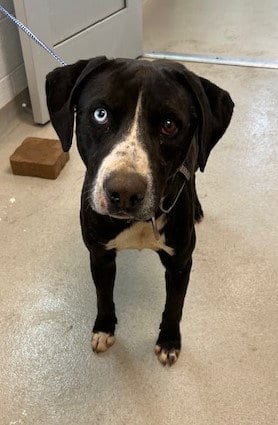 Photo of Diesel, adoptable senior Labrador Retriever in Haw River, North Carolina