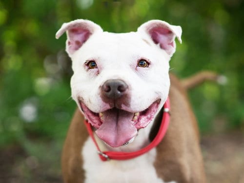 Photo of Gauge, adoptable senior American Bulldog in Tavares, Florida