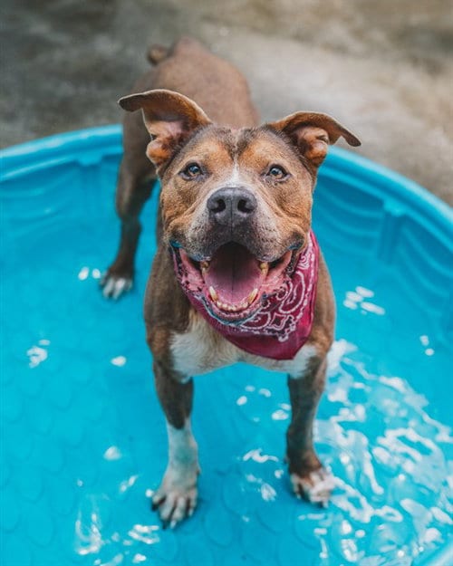 Photo of Butch Brown, adoptable senior American Bulldog in Miami, Florida