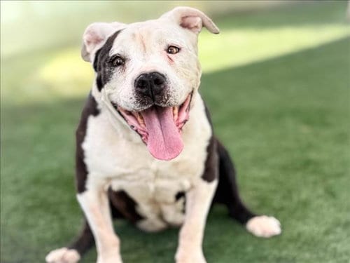 Photo of Dahlia, adoptable senior Staffordshire Bull Terrier in San Pedro, California