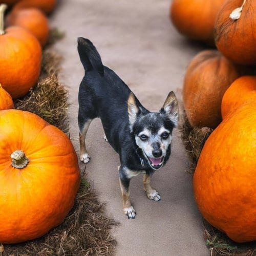 Photo of Tiny, adoptable senior Chihuahua in Ashville, Ohio