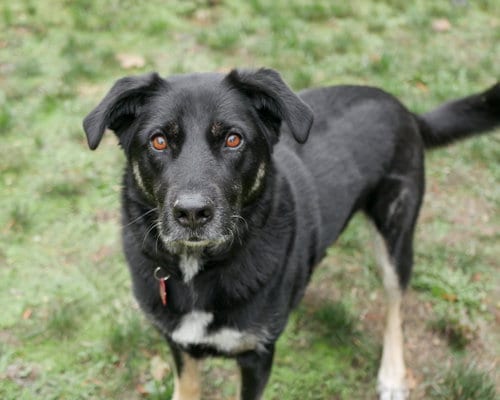 Photo of Lilly, adoptable senior German Shepherd Dog in Sequim, Washington