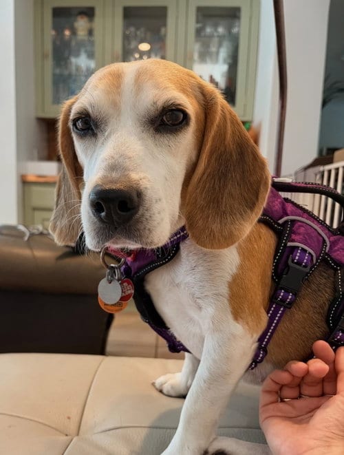 Photo of Smeagol, adoptable senior Beagle in Dunnellon, Florida
