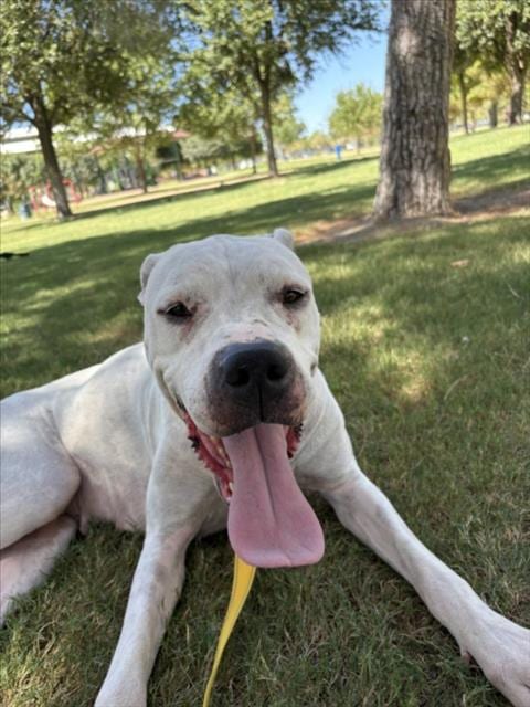 Photo of Nila, adoptable senior Pit Bull Terrier in Las Vegas, Nevada