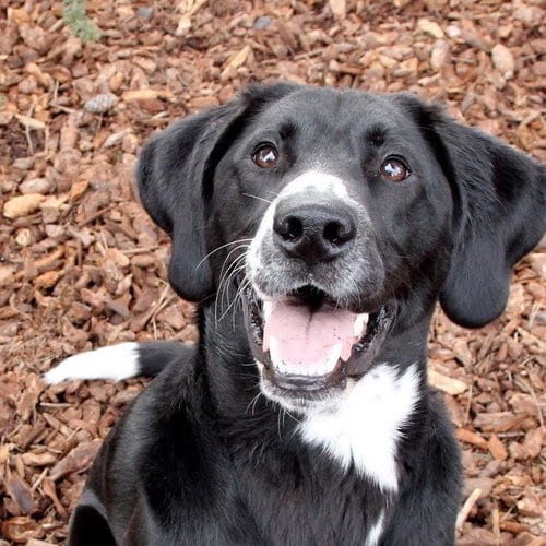 Photo of Franco, adoptable senior Plott Hound in Sequim, Washington
