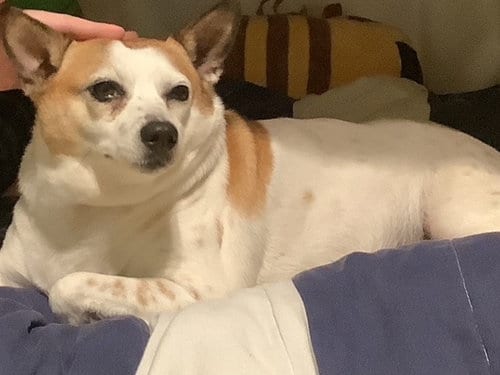 Photo of Popcorn, adoptable senior Jack Russell Terrier in Rutherfordton, North Carolina