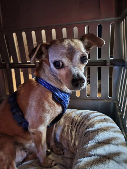 Justin, adoptable senior Chihuahua in Phoenix, AZ