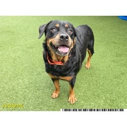 Photo of Julia, adoptable senior Mixed Breed (Medium) in West Palm Beach, Florida