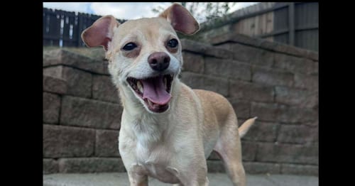 Photo of Marley aka (Thunder), adoptable senior Chihuahua in Columbia, Tennessee