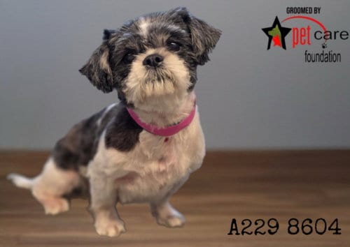 Photo of Little Lady, adoptable senior Shih Tzu in Los Angeles, California