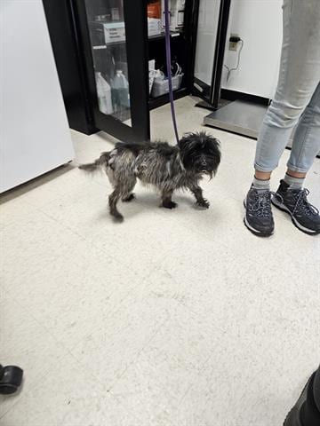 Photo of Ali, adoptable senior Cairn Terrier in Norfolk, Virginia