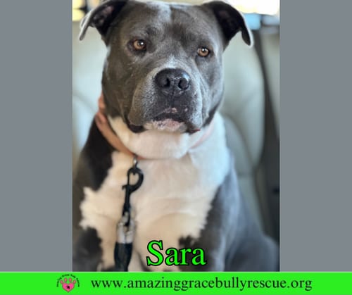 Photo of Sara, adoptable senior American Pit Bull Terrier in Milton, Florida
