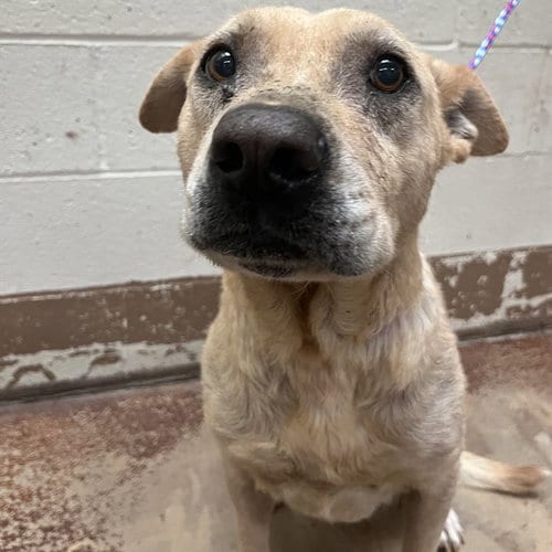Photo of Sarah, adoptable senior Labrador Retriever in Thousand Palms, California