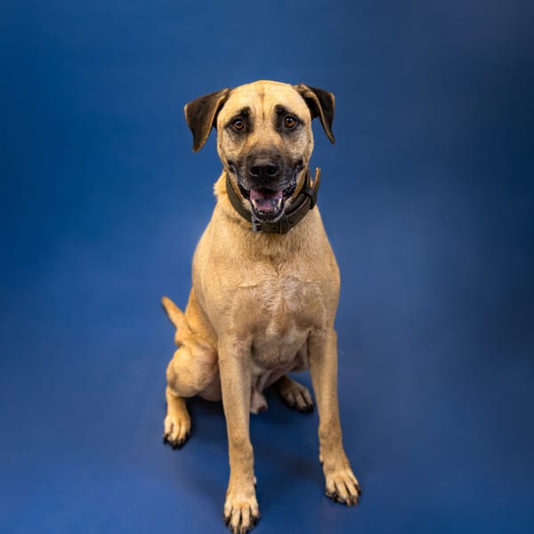 Photo of Rex Hw+, adoptable senior Labrador cross in Lawrenceville, Georgia