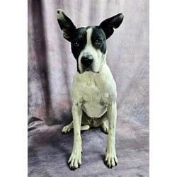 Photo of Rosella, adoptable senior Bull Terrier American Pit Bull Terrier in Frisco, Colorado