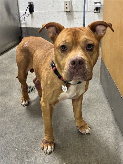 Photo of Jojo, adoptable senior American Bulldog in Forestville, Maryland