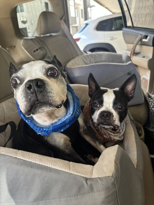 Bosco and Bugsy, adoptable senior Boston Terrier in Scottsdale, AZ