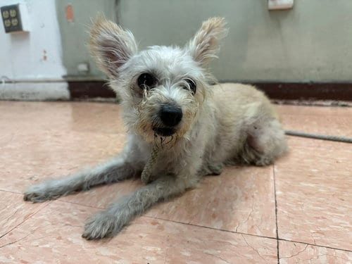 Photo of A5801559, adoptable senior Terrier in Gardena, California
