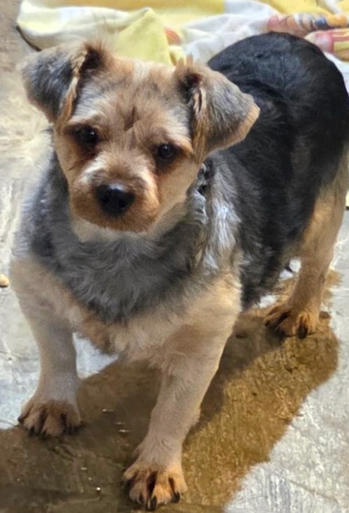 Photo of Tubby, adoptable senior Yorkshire Terrier Yorkie in Atlanta, Georgia
