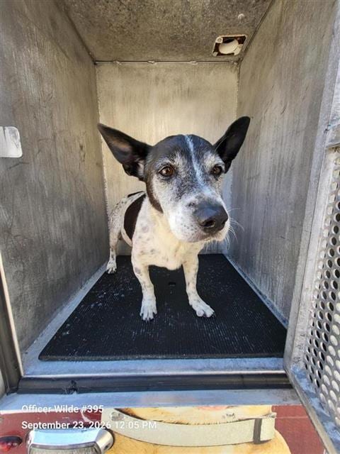 Photo of Ghost, adoptable senior Terrier in San Antonio, Texas