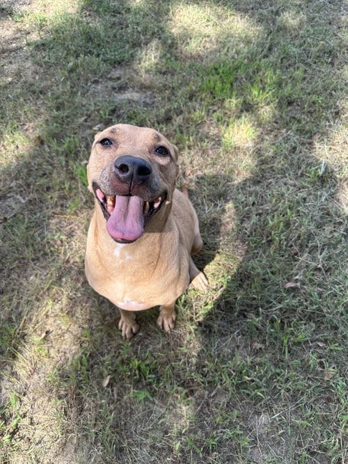 Janet 3's company, adoptable senior Labrador Retriever in Jackson, MS