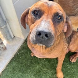 Photo of Gumdrop 5122, adoptable senior Bloodhound Mixed Breed (Large) in Loxahatchee, Florida
