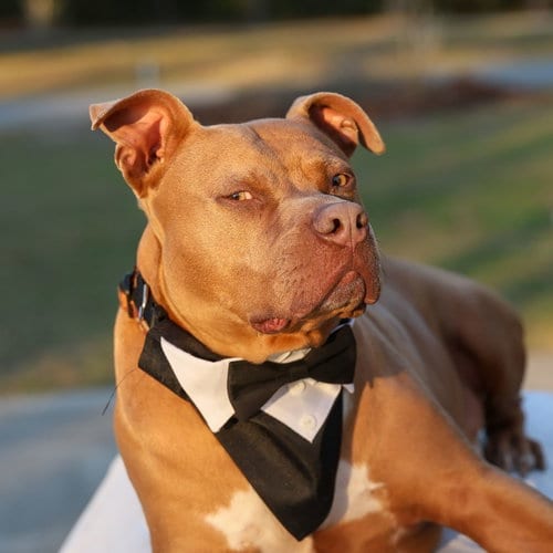 Photo of Chopper II, adoptable senior Unknown breed (short coat) in Gainesville, Florida