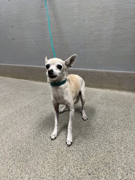 Photo of Hazelnut, adoptable senior Chihuahua in Las Vegas, Nevada