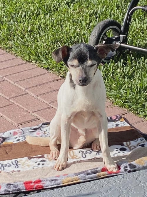 Photo of Branley, adoptable senior Rat Terrier in oakland, Florida
