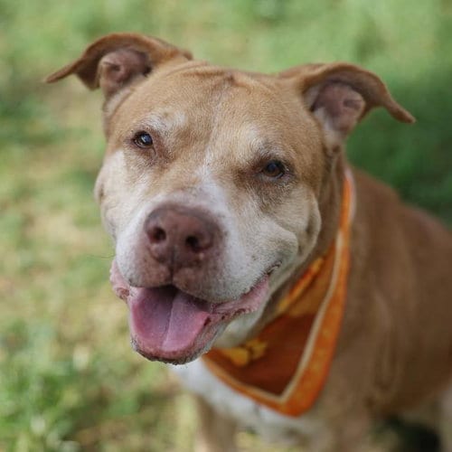 Photo of Moses, adoptable senior American Staffordshire Terrier in San Antonio, Texas