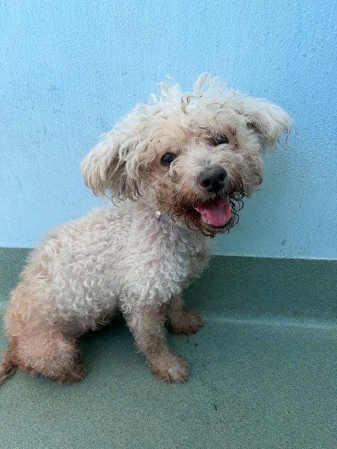 Photo of Bella, adoptable senior Poodle (Miniature) in Baldwin Park, California