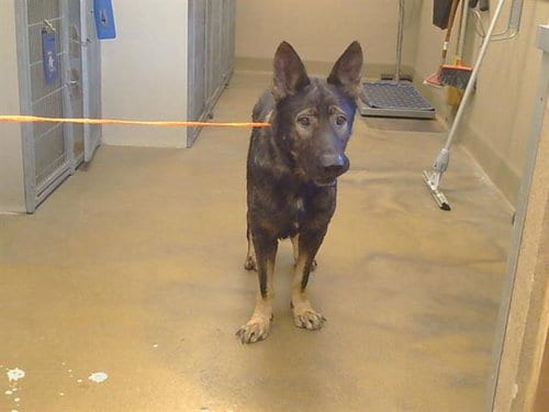 Photo of Aldo, adoptable senior German Shepherd Dog in Sacramento, California
