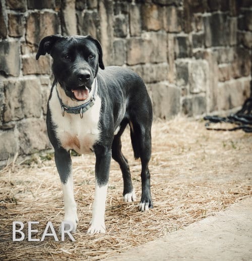 Bear, adoptable senior Labrador Retriever in Dallas, TX