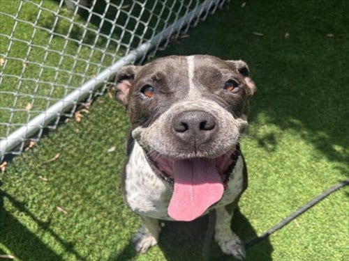 Photo of Dr Pepper, adoptable senior Staffordshire Bull Terrier in Los Angeles, California